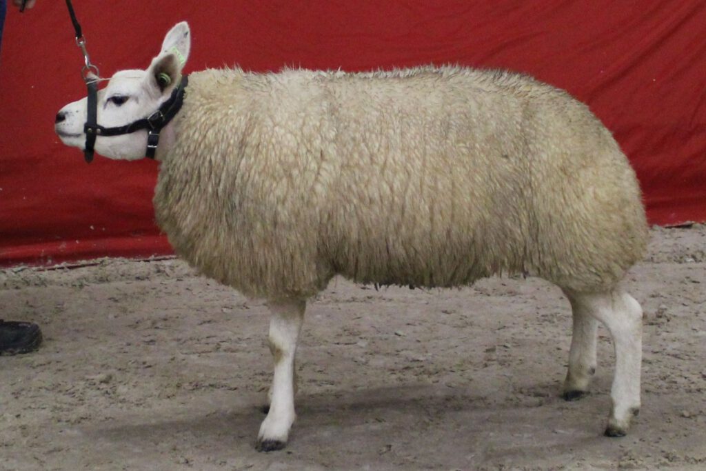 4598-71245 Kampioen ooilam Ambt-Delden 2012 (foto P. Piters)