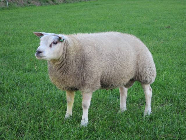 5674-55590 11-10-2013 - kopie