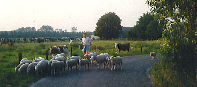 Stal “Het Bovenveen”