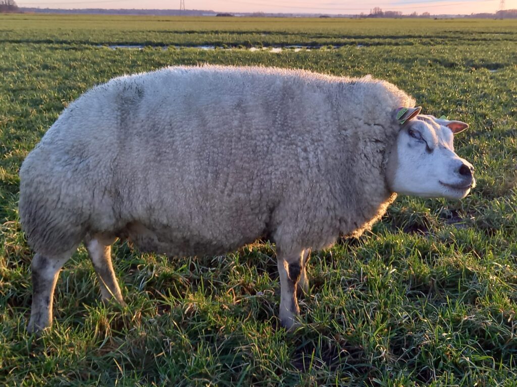 4598-2044 gebruikte ram 2023