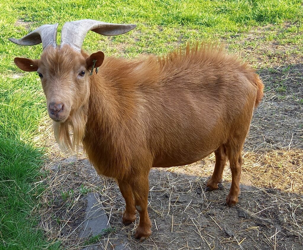 Hendrik camel Stal Het Bovenveen