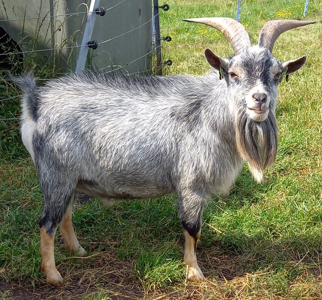 Iloy blauwschimmel met tan Stal Het Bovenveen