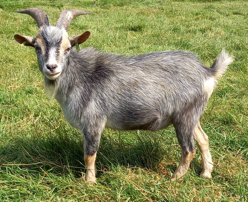 Ivanyo blauwschimmel met tan Stal Het Bovenveen