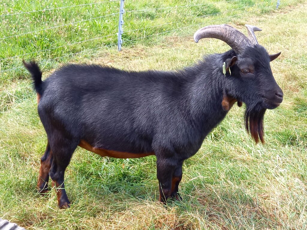 Kamil black & tan Stal Het Bovenveen