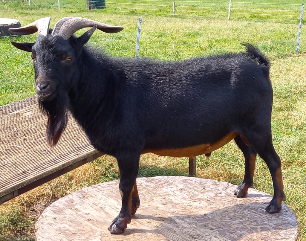 Lauran black & tan Stal Het Bovenveen