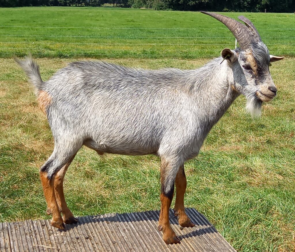 Blauwschimmel met tan Melroy Stal Het Bovenveen
