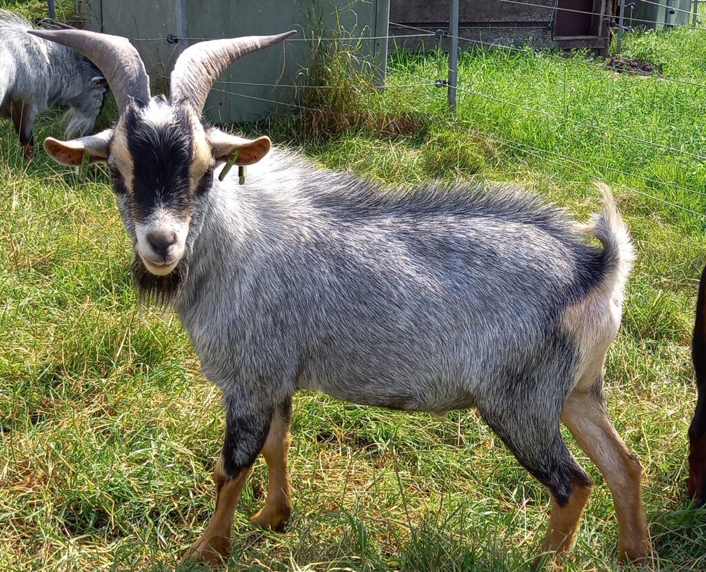 Melvin blauwschimmel met tan Stal Het Bovenveen